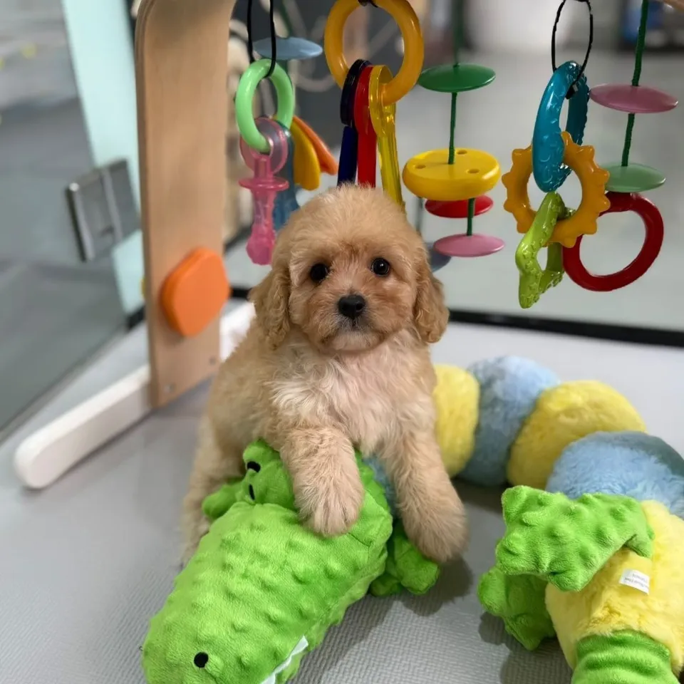 Durian, a Cavapoo puppy placed with a Singapore family