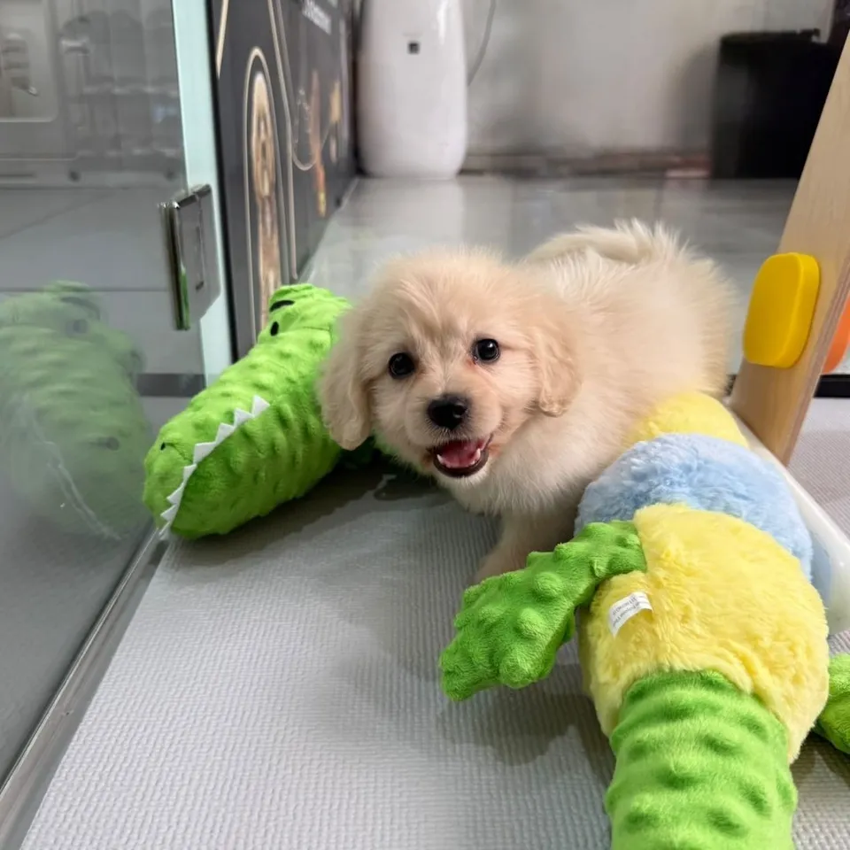 Cinnamon, a Cavapoo puppy placed with a Singapore family