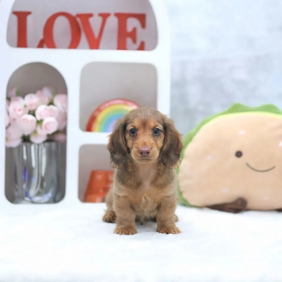 Baba, a Dachshund puppy placed with a Singapore family