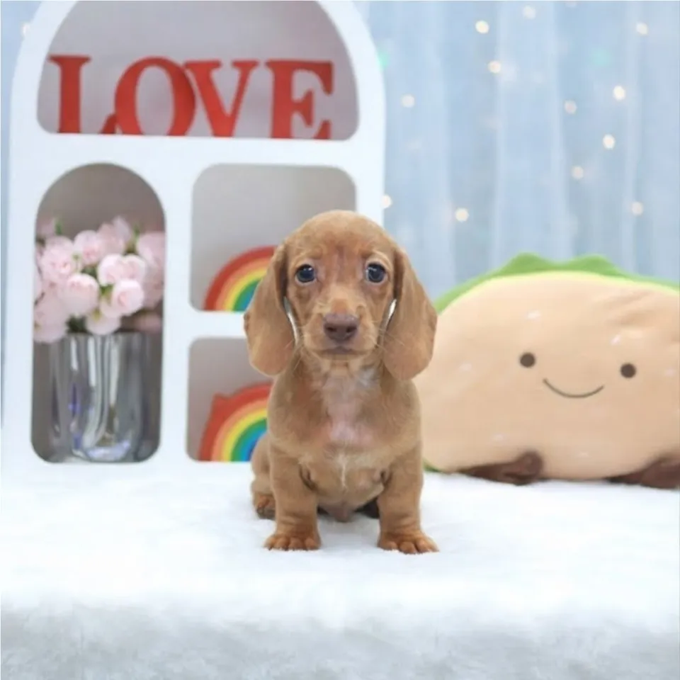 Boba, a Dachshund puppy placed with a Singapore family