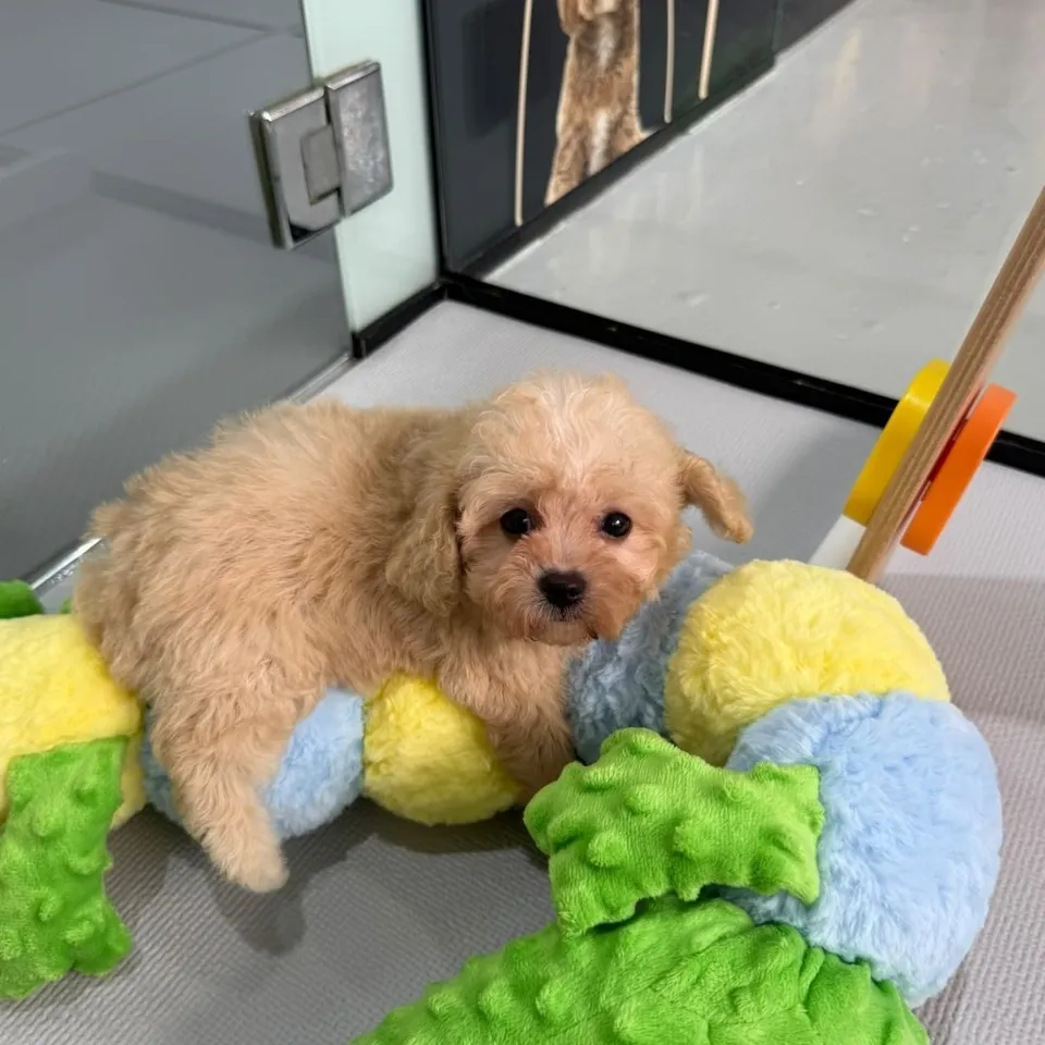 Kopi O, a Cavapoo puppy placed with a Singapore family