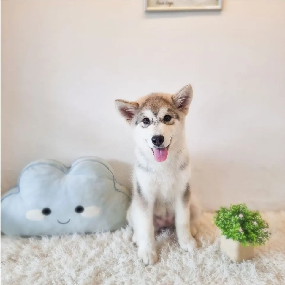 Punggol, grey white alaskan malamute puppy for sale in Singapore