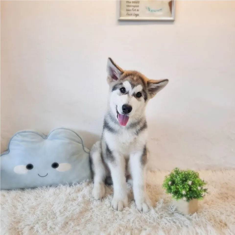 Momo, grey white alaskan malamute puppy for sale in Singapore