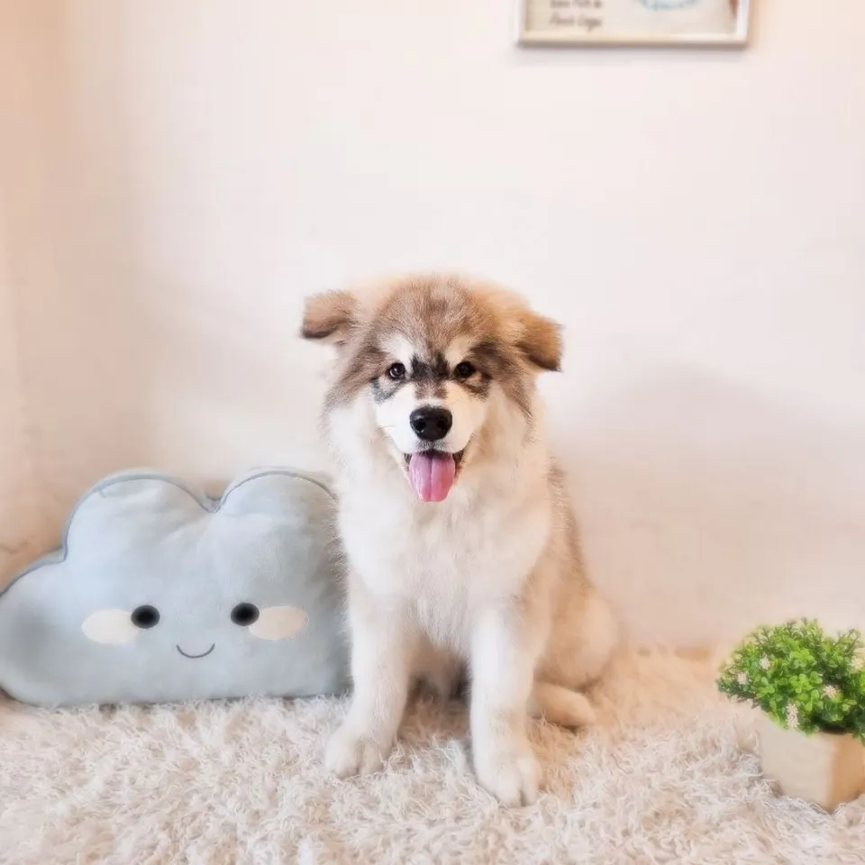 Itachi, brown white alaskan malamute puppy for sale in Singapore