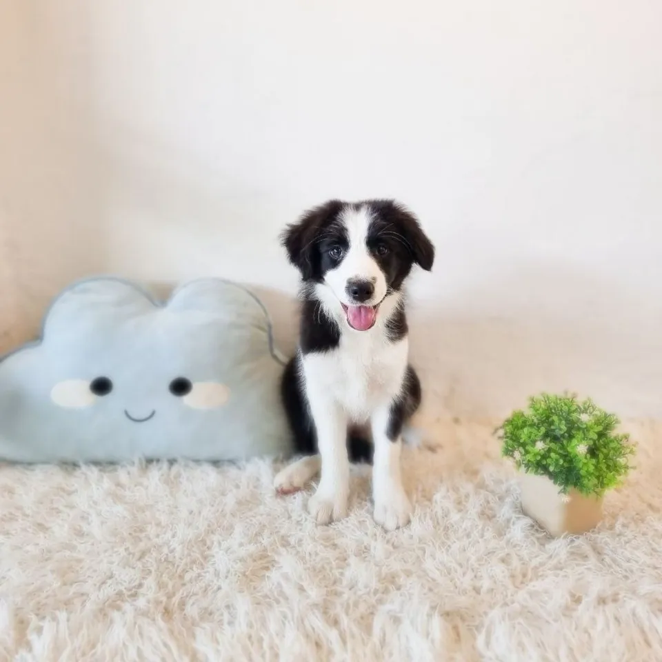 Tatsumaki, black white border collie puppy for sale in Singapore