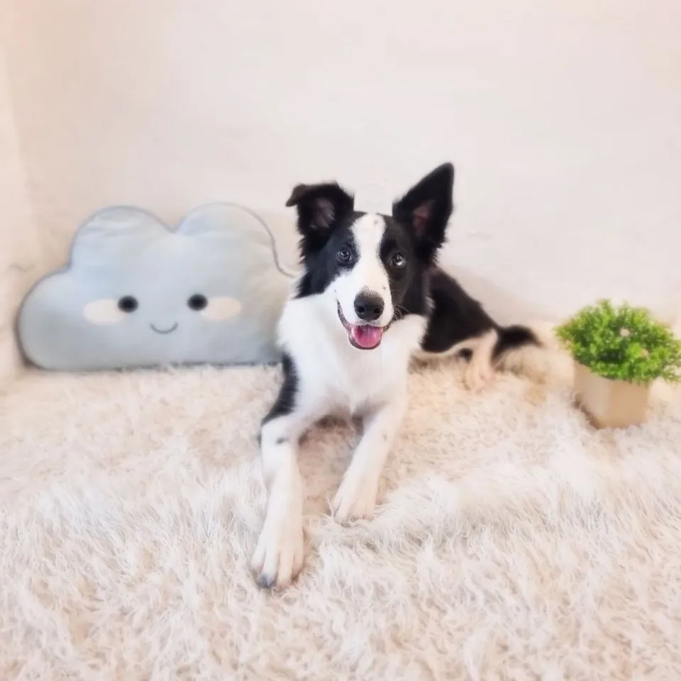 Emilia, black white border collie puppy for sale in Singapore
