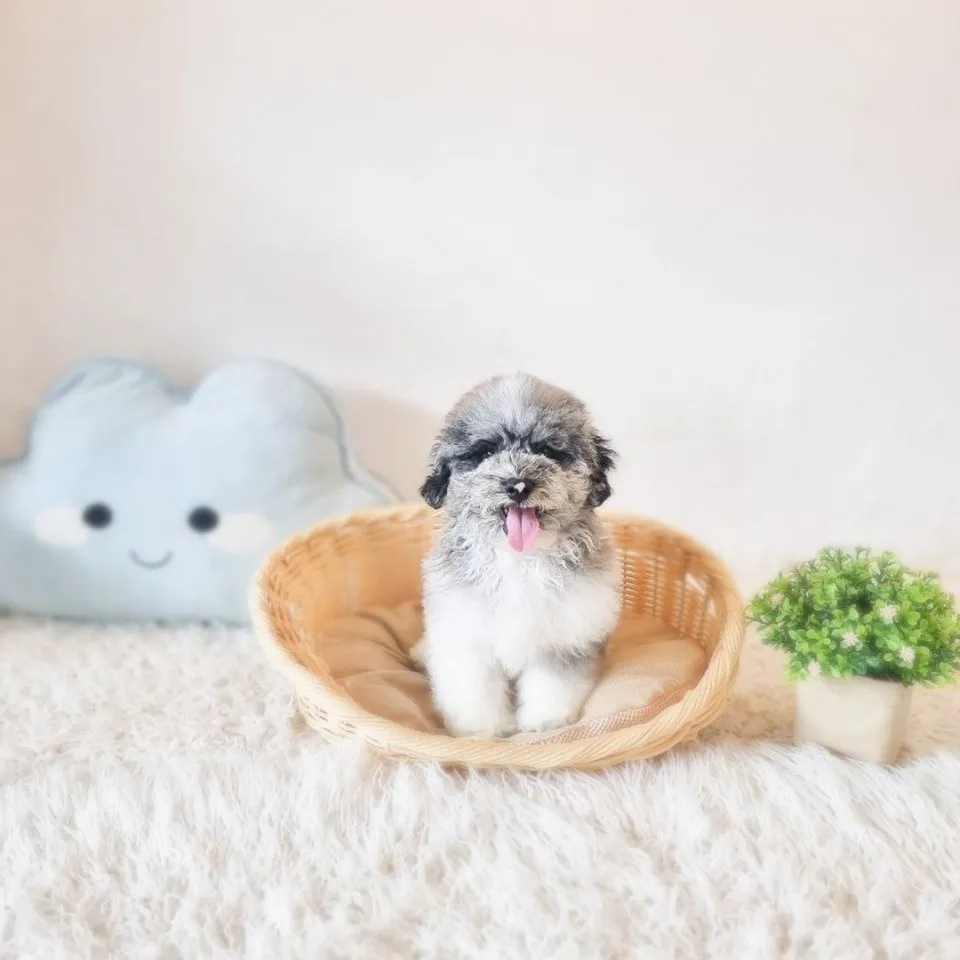 Gojo, merle poochon puppy for sale in Singapore