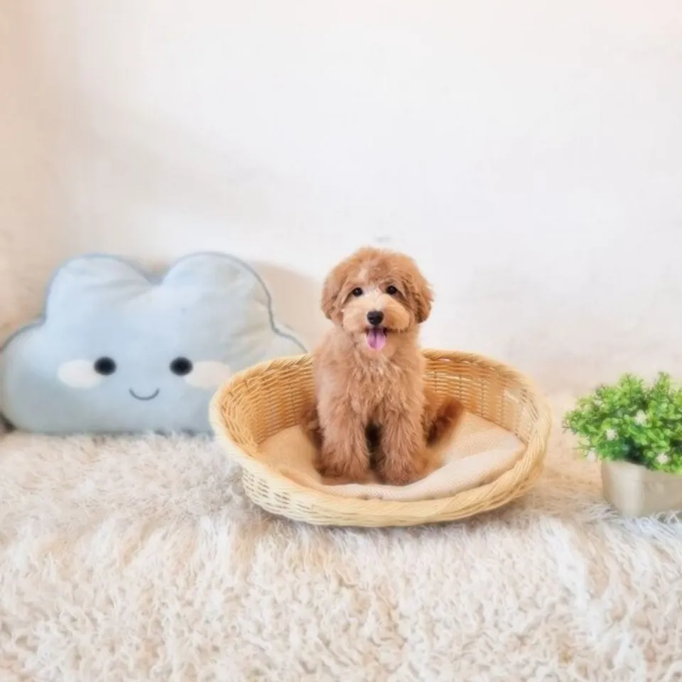 Kagome, apricot cavapoo puppy for sale in Singapore