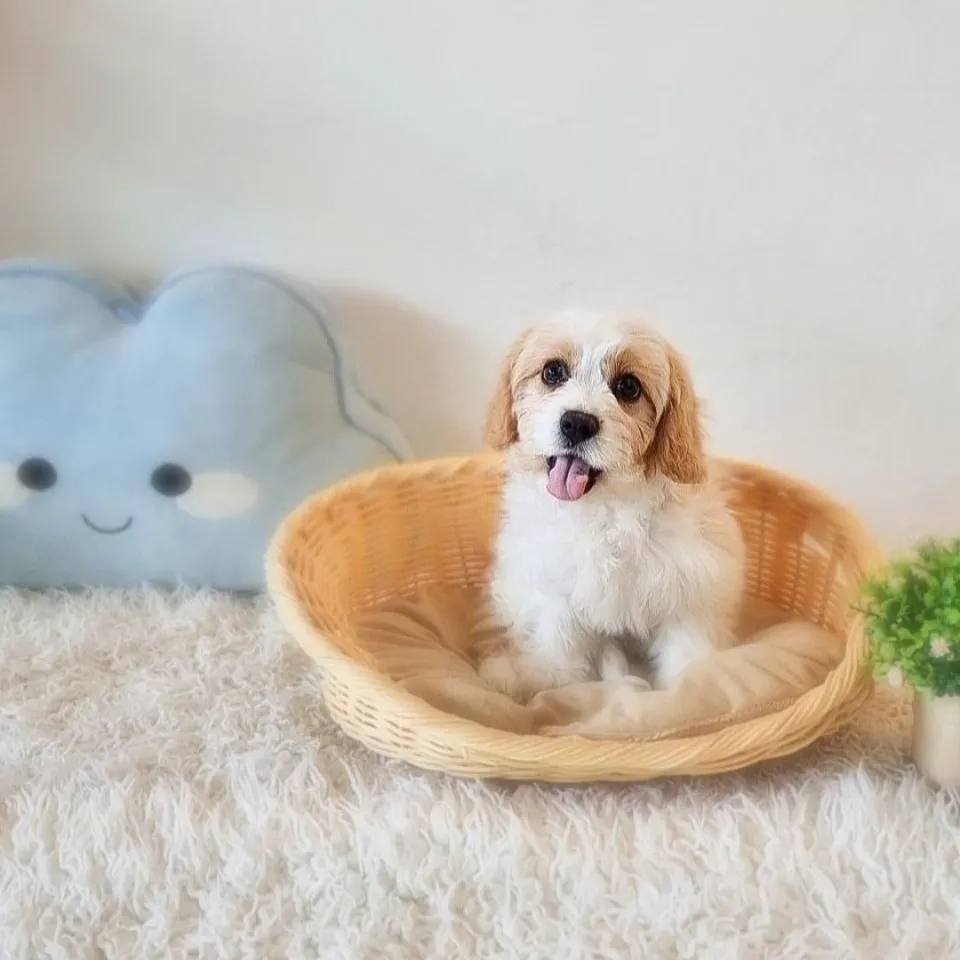 Eren, blenheim cavapoo puppy for sale in Singapore