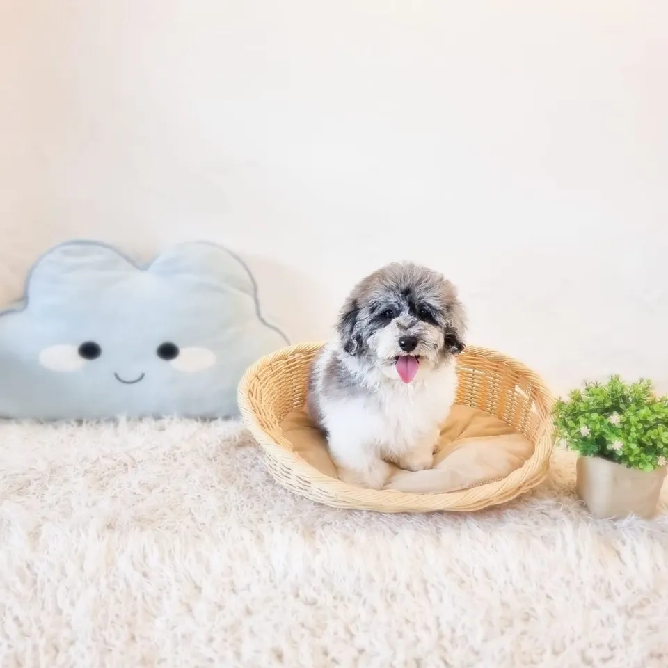 Jotaro, merle poochon puppy for sale in Singapore