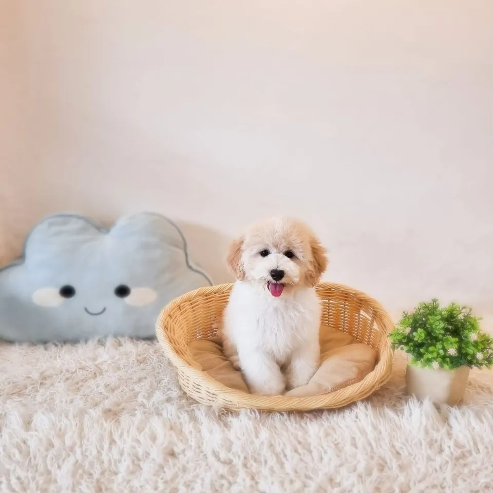 Usagi, cream poochon puppy for sale in Singapore