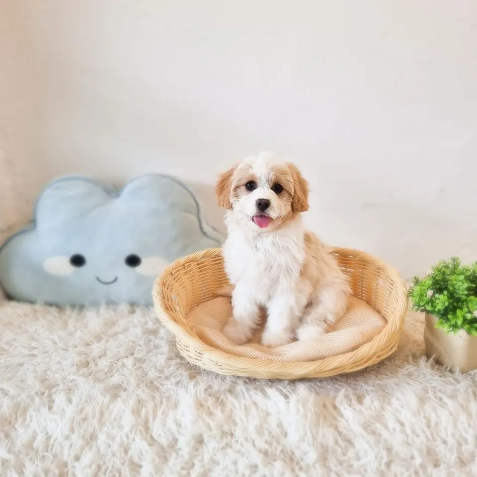 Totoro, cream cavachon puppy for sale in Singapore