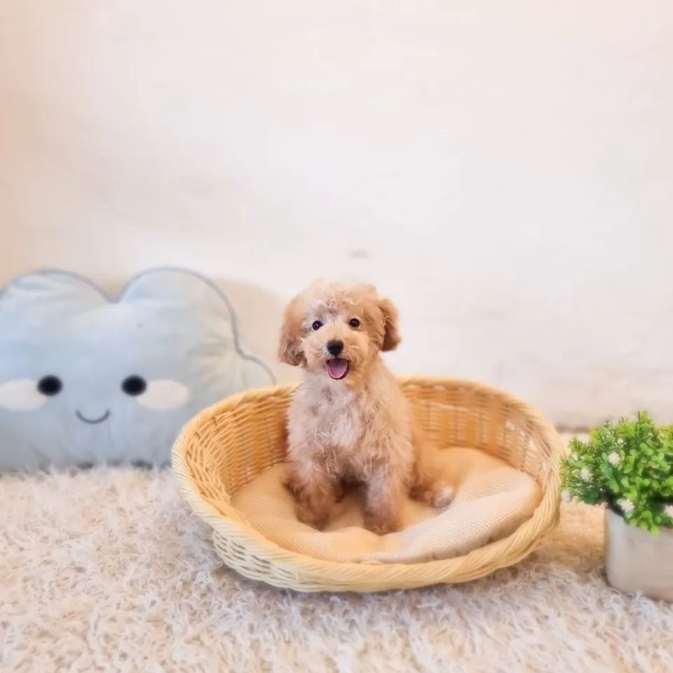 Subaru, apricot cavapoo puppy for sale in Singapore