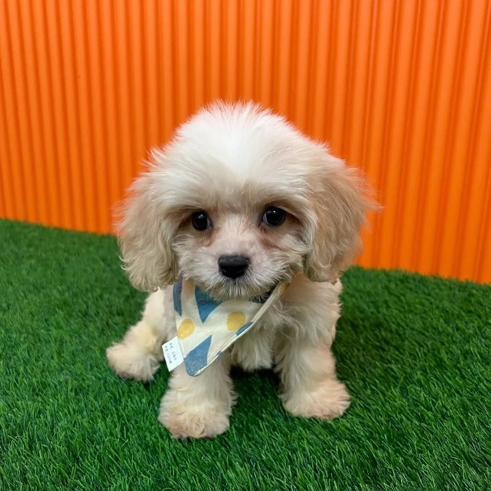 Ume, a Cavachon puppy placed with a Singapore family