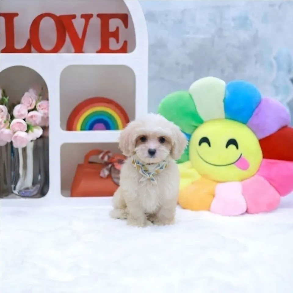 Ozzy, a Cavachon puppy placed with a Singapore family
