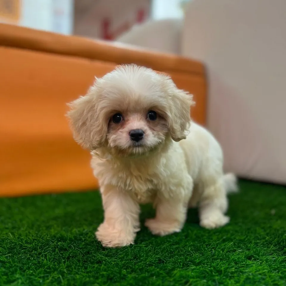 Yoru, a Cavachon puppy placed with a Singapore family