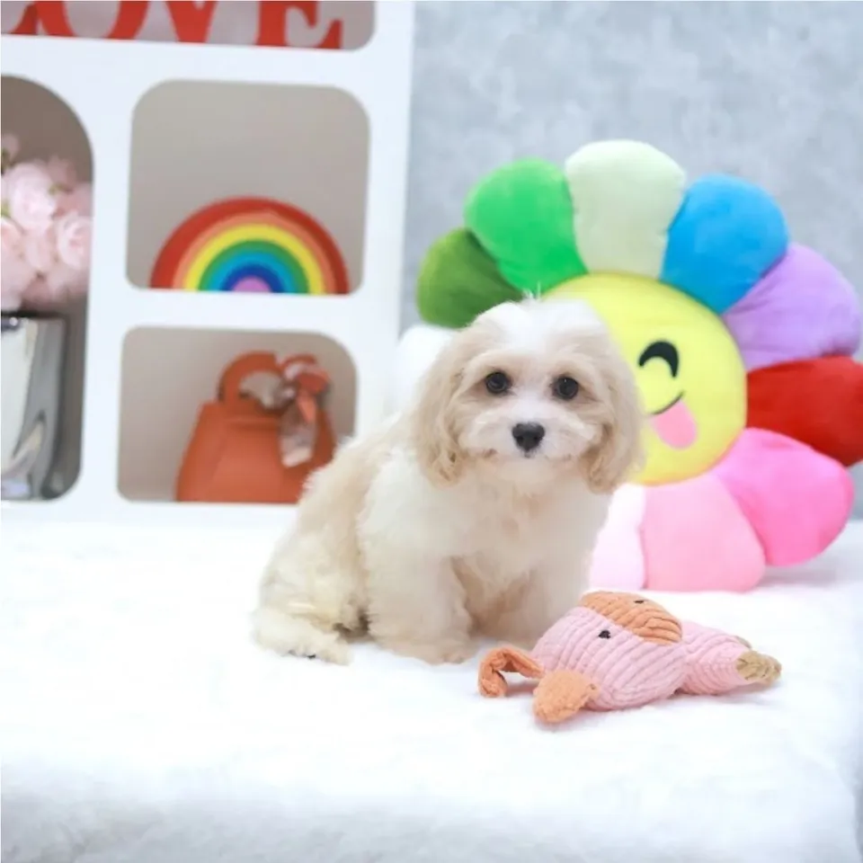 Rambutan, a Maltipoo puppy placed with a Singapore family