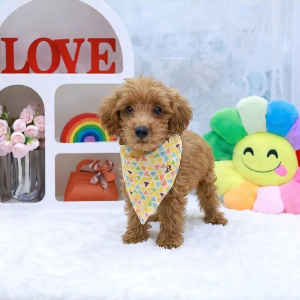 Lychee, a Maltipoo puppy placed with a Singapore family