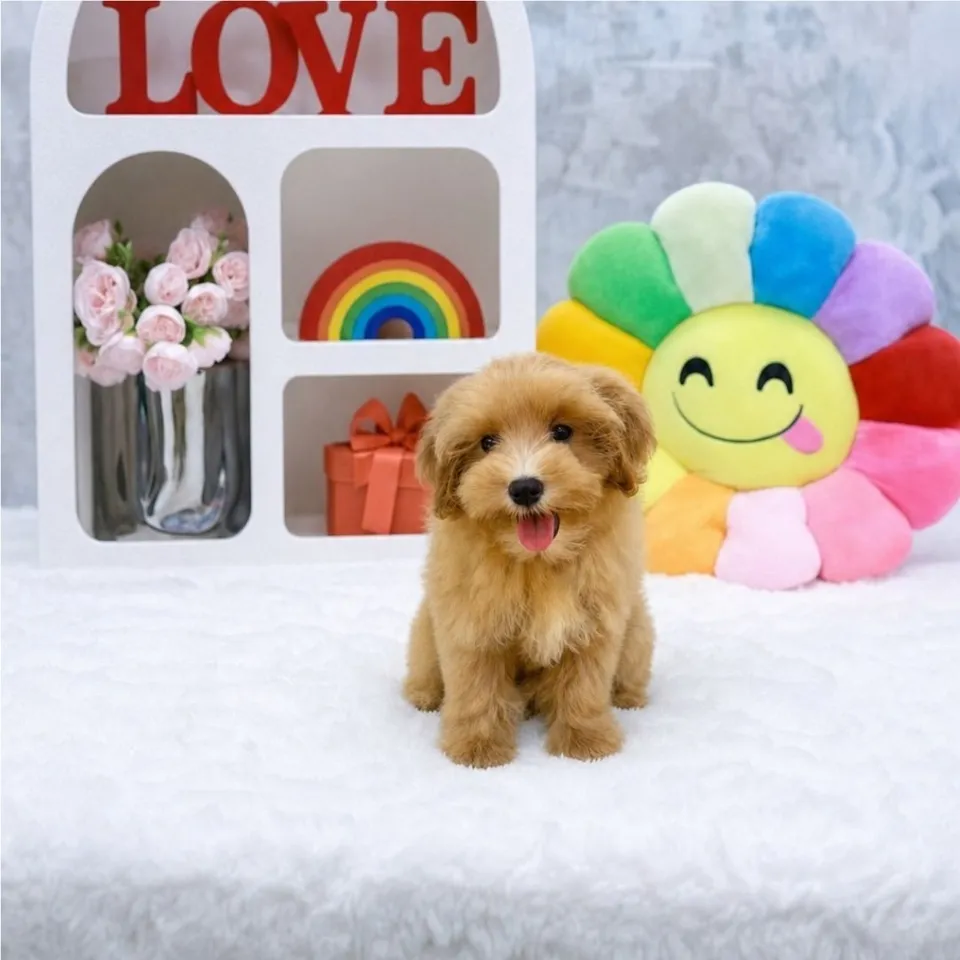 Erika, apricot maltipoo puppy for sale in Singapore