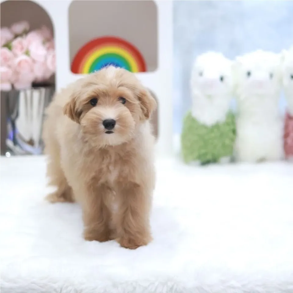 Erika, apricot maltipoo puppy for sale in Singapore