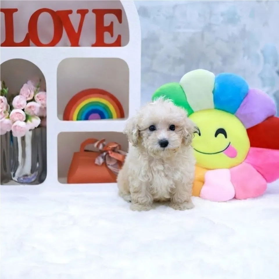Nancy, a Maltipoo puppy placed with a Singapore family