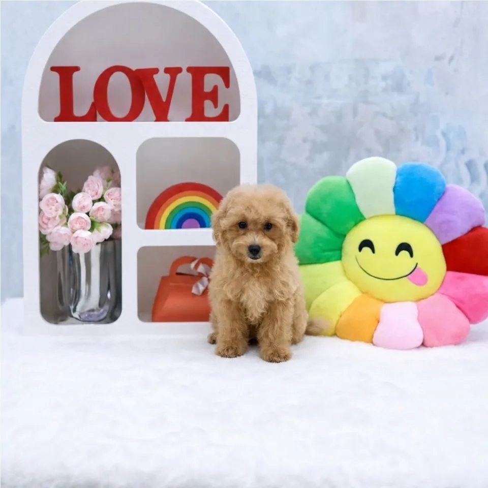 Henry, apricot maltipoo puppy for sale in Singapore
