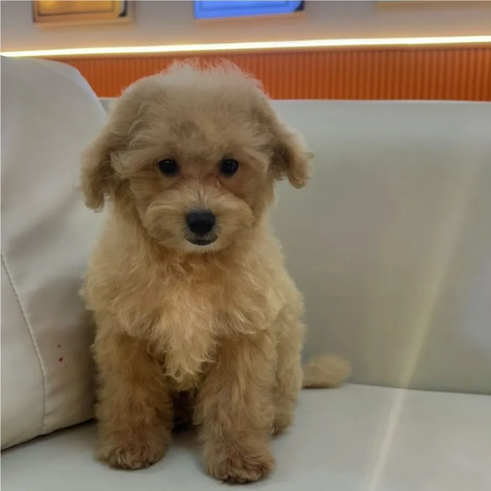 Henry, a Maltipoo puppy placed with a Singapore family