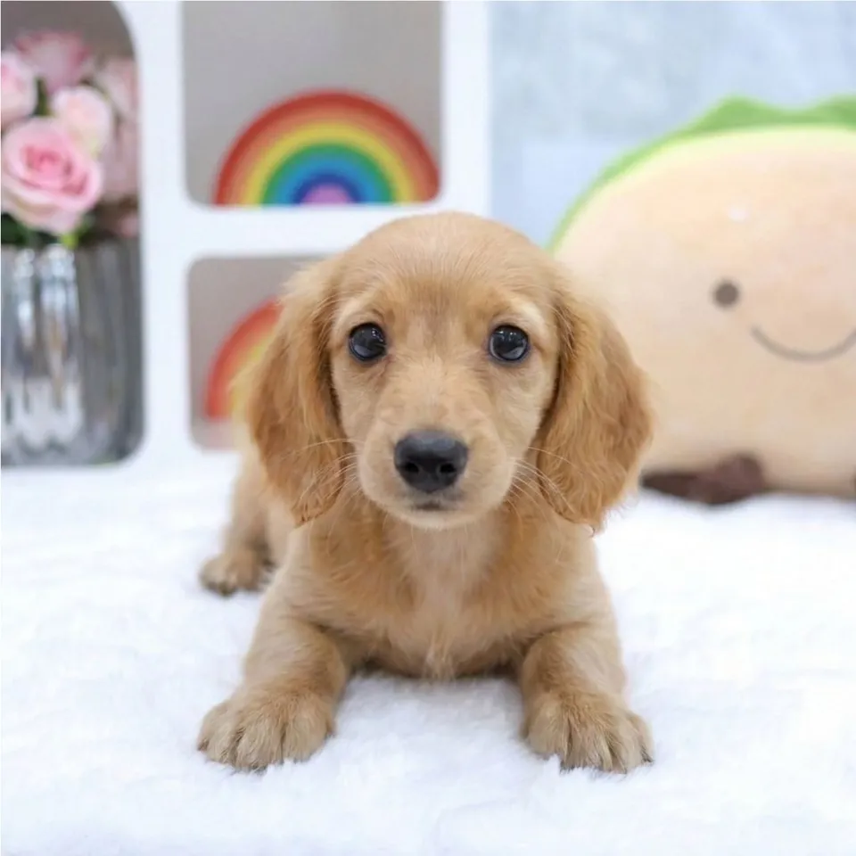 Mina, a Cavapoo puppy placed with a Singapore family