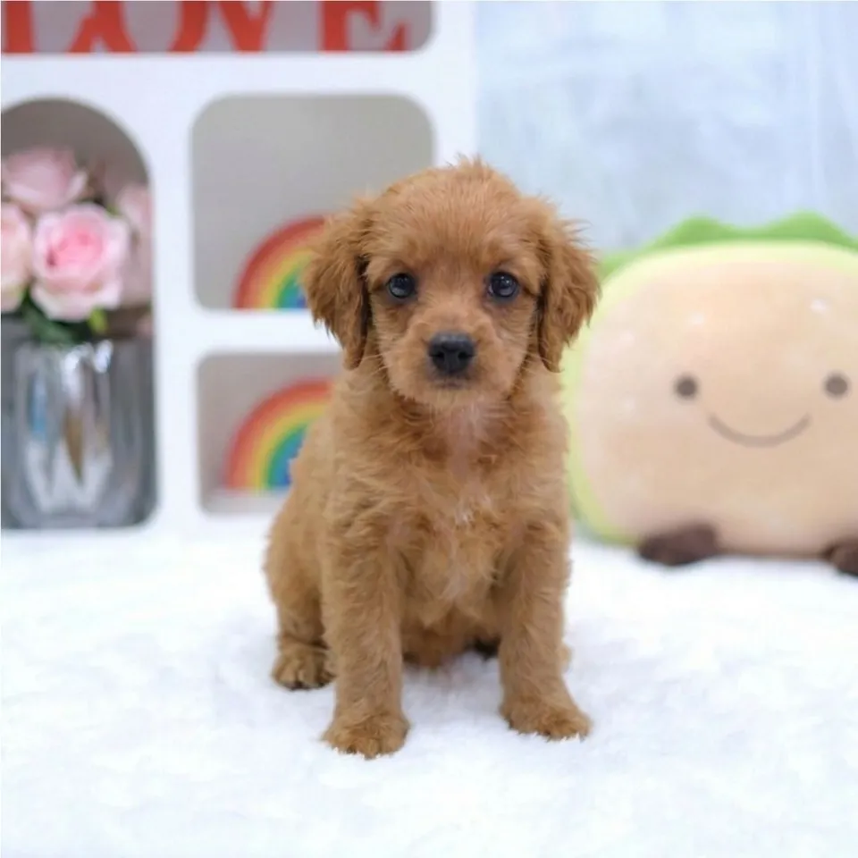 Yuji, apricot cavapoo puppy for sale in Singapore