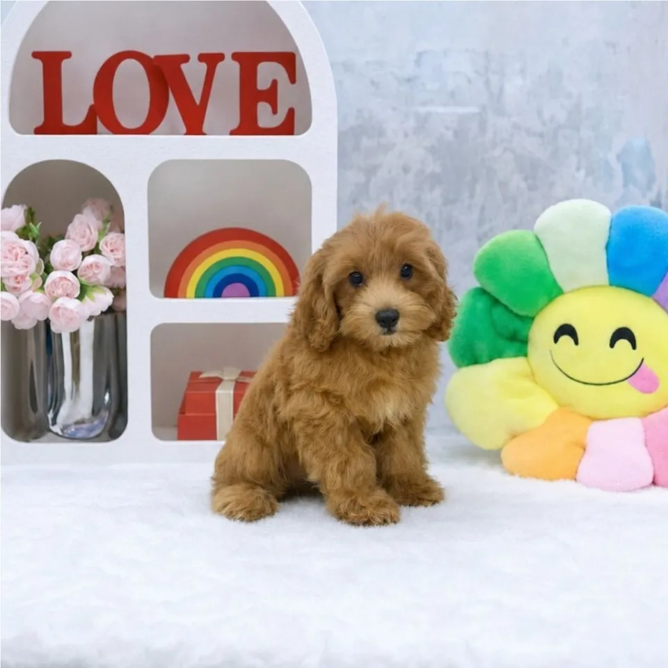 Nobara, apricot cavapoo puppy for sale in Singapore