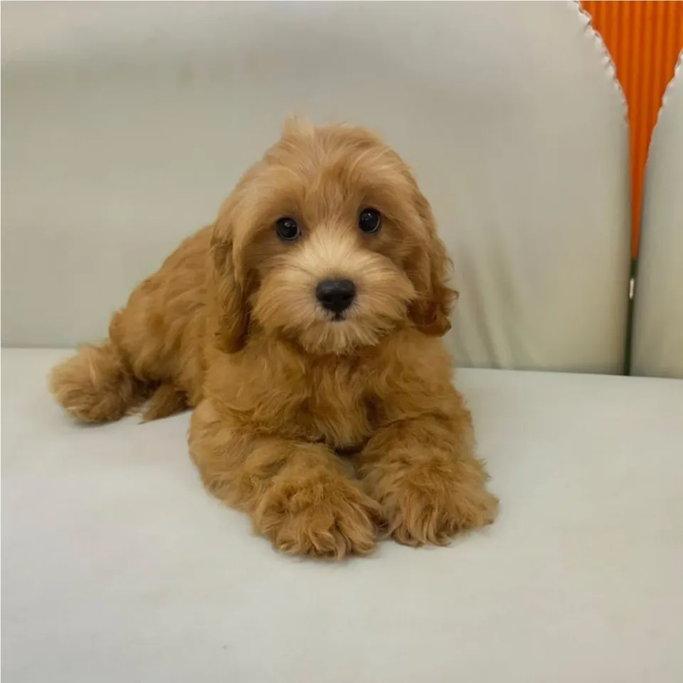 Nobara, a Cavapoo puppy placed with a Singapore family