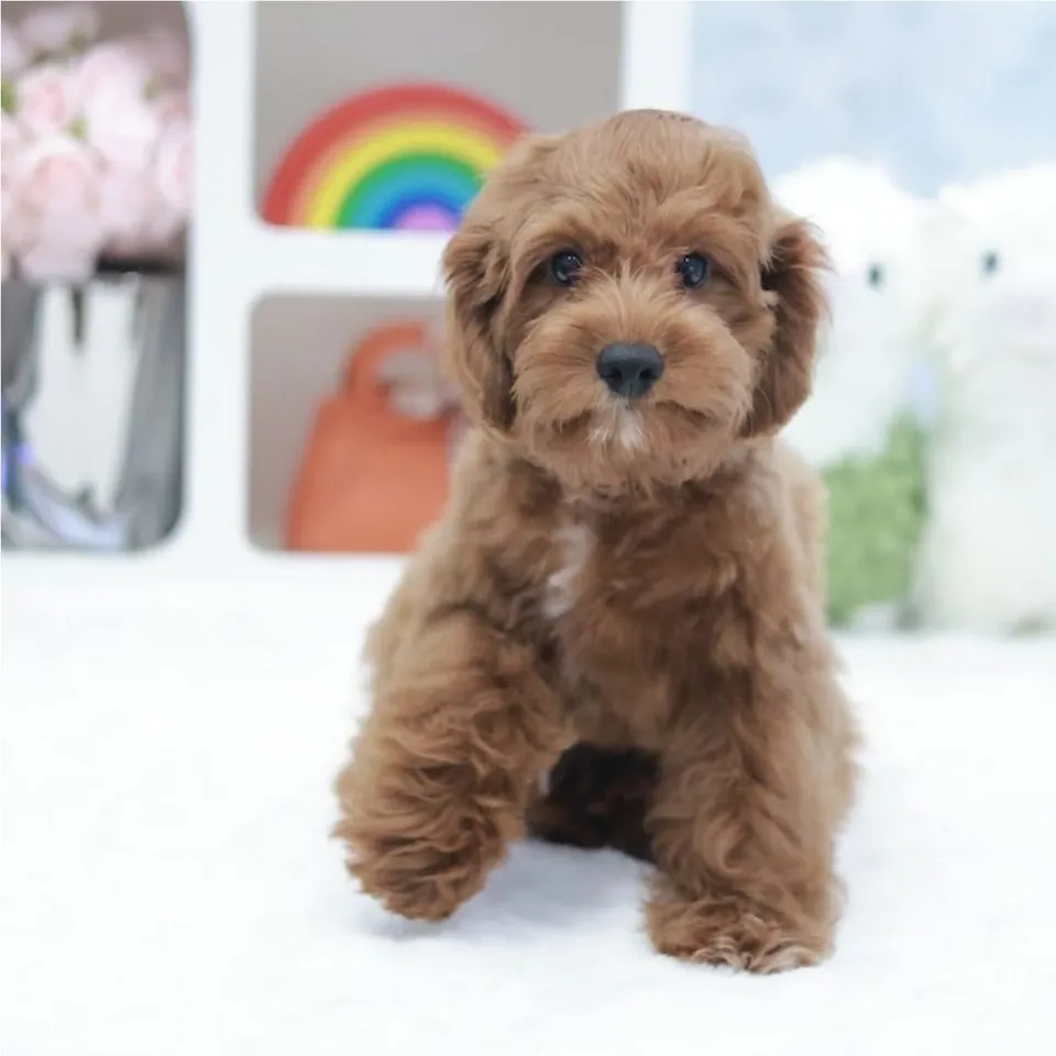 Todo, red white cavapoo puppy for sale in Singapore