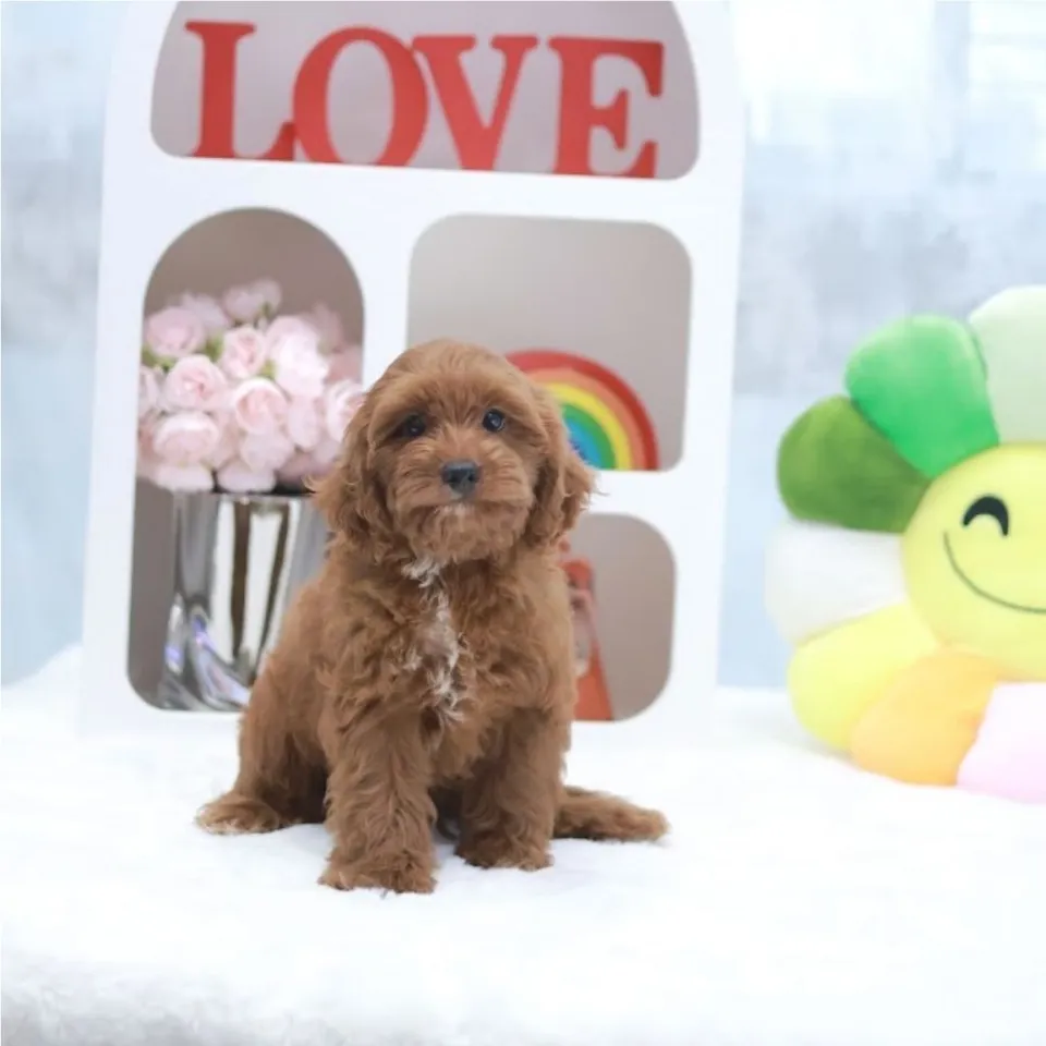 Todo, red white cavapoo puppy for sale in Singapore