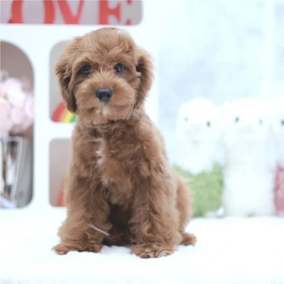 Teh Tarik, a Cavapoo puppy placed with a Singapore family