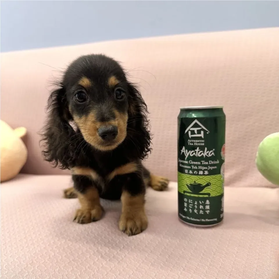 Tiny, a Dachshund puppy placed with a Singapore family