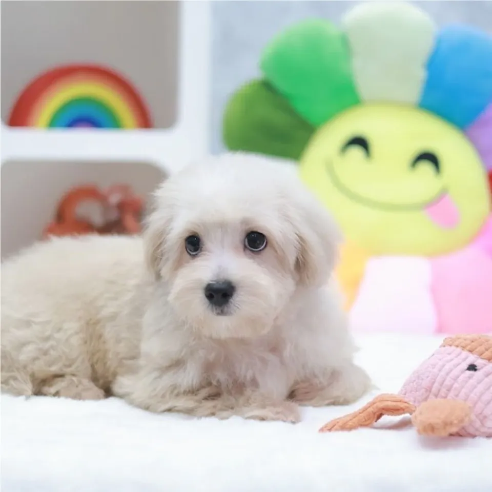 Octavius, a Maltipoo puppy placed with a Singapore family
