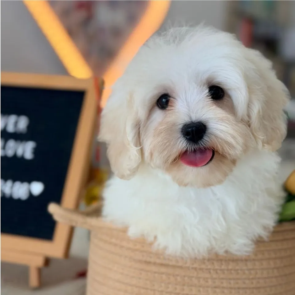 Rica, apricot maltipoo puppy for sale in Singapore