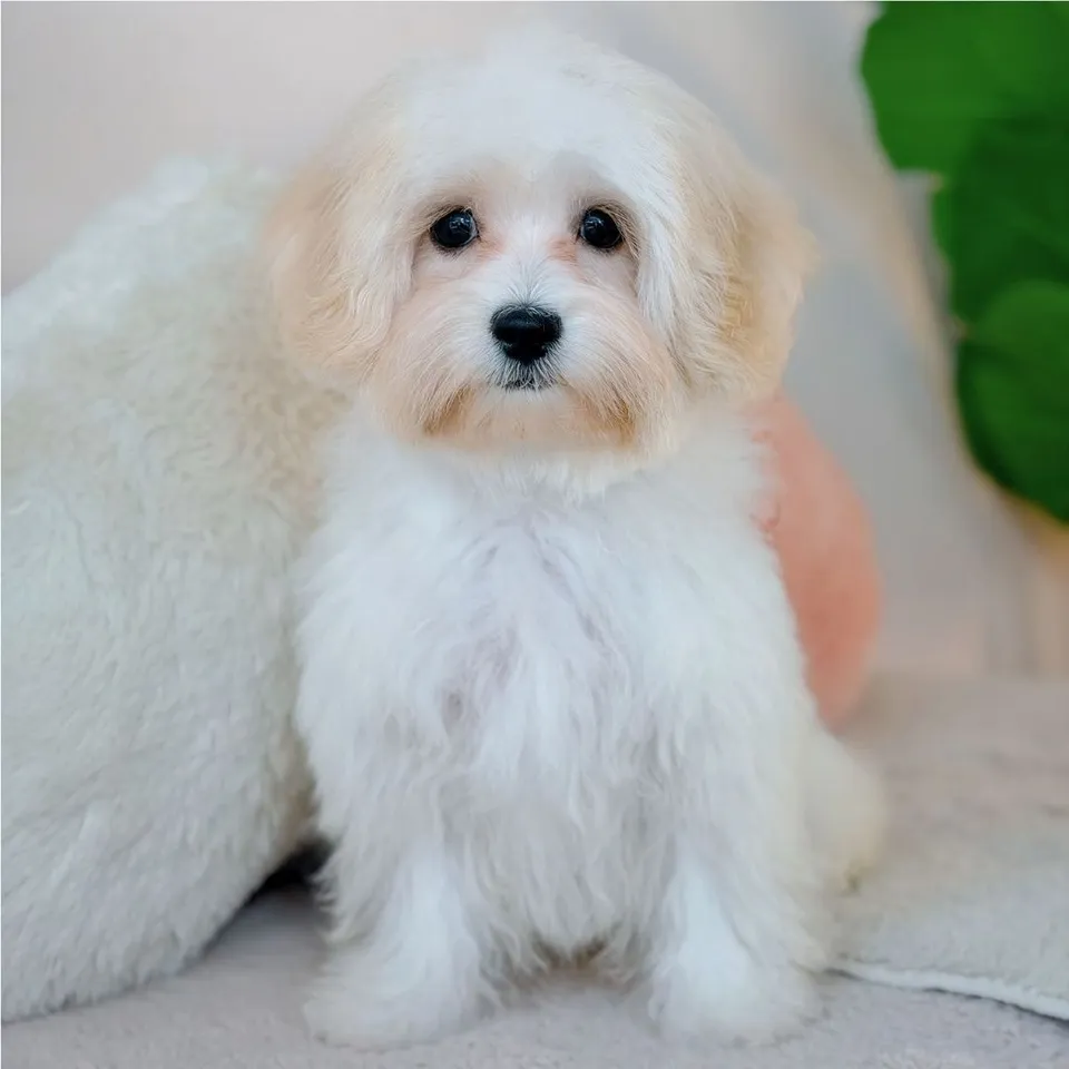 Zeli, apricot maltipoo puppy for sale in Singapore