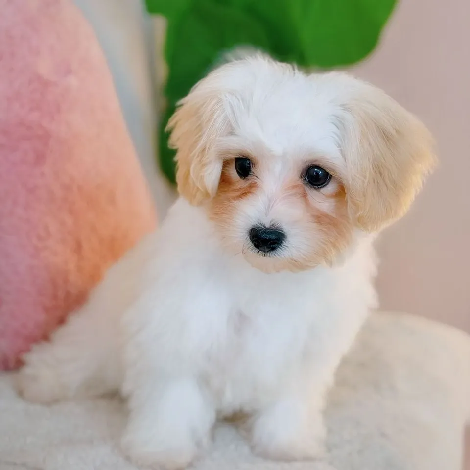 Anna, apricot maltipoo puppy for sale in Singapore