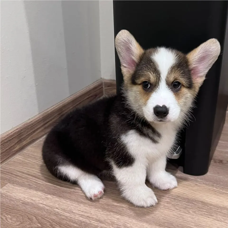 Rico, a Corgi puppy placed with a Singapore family