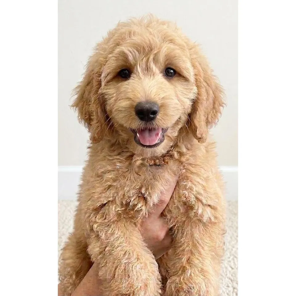 Rufus, golden goldendoodle puppy for sale in Singapore
