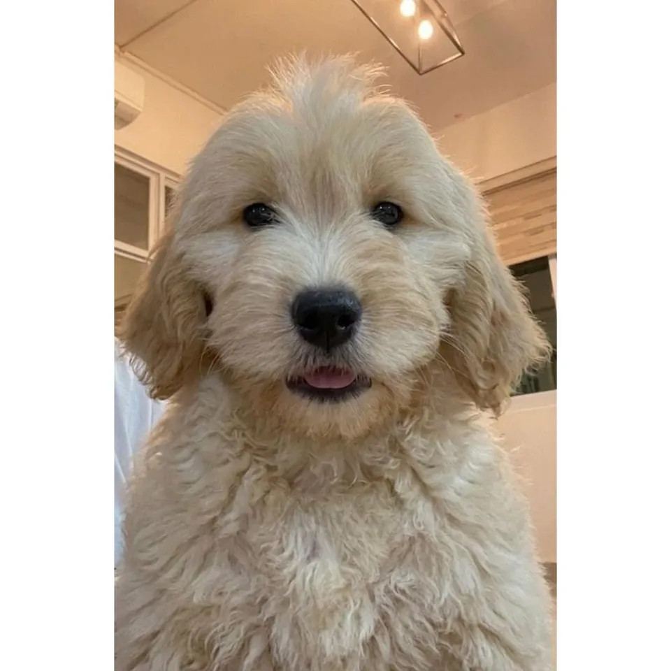 Mochi, cream goldendoodle puppy for sale in Singapore