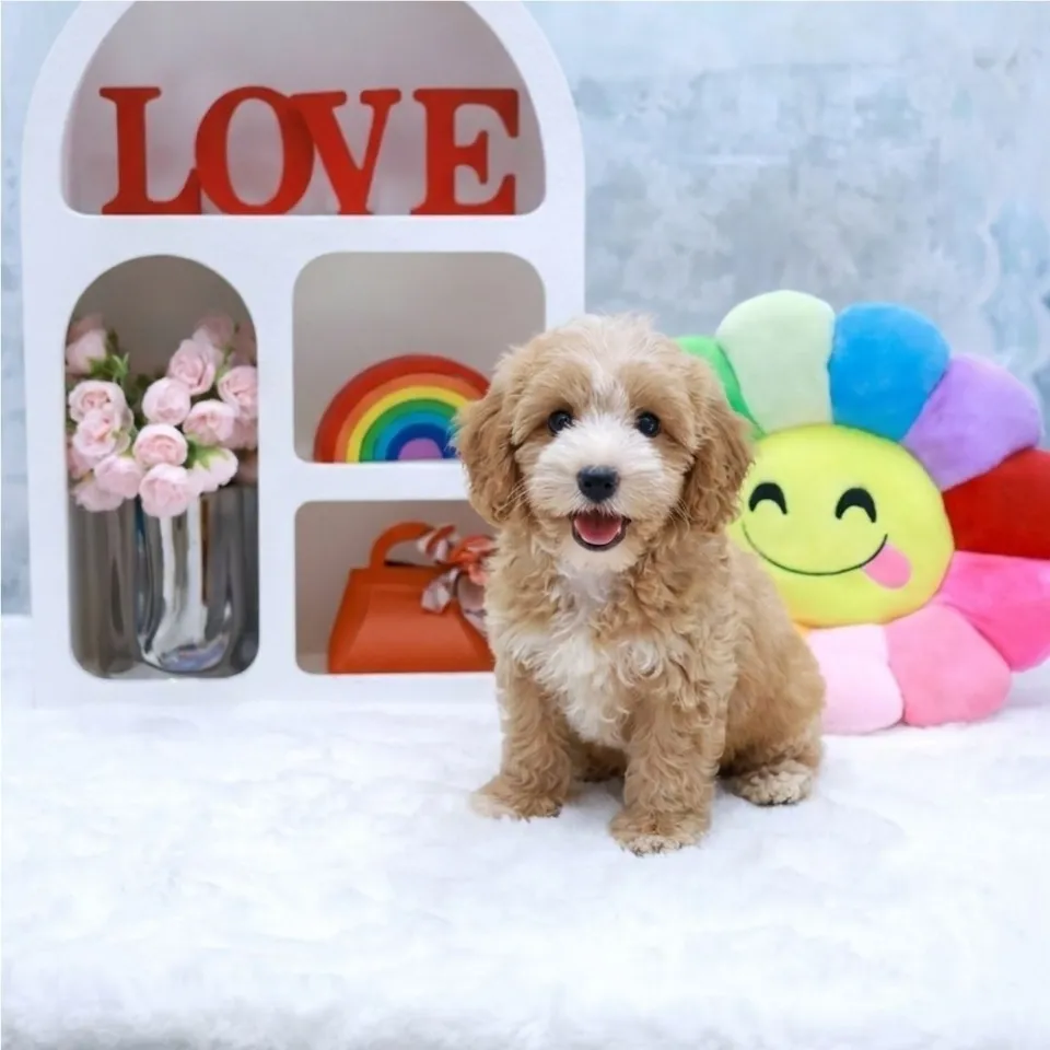 Bing, a Cavapoo puppy placed with a Singapore family