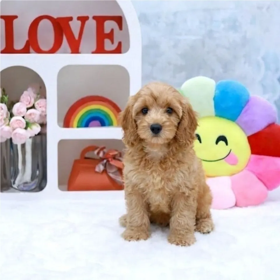 Rina, apricot cavapoo puppy for sale in Singapore