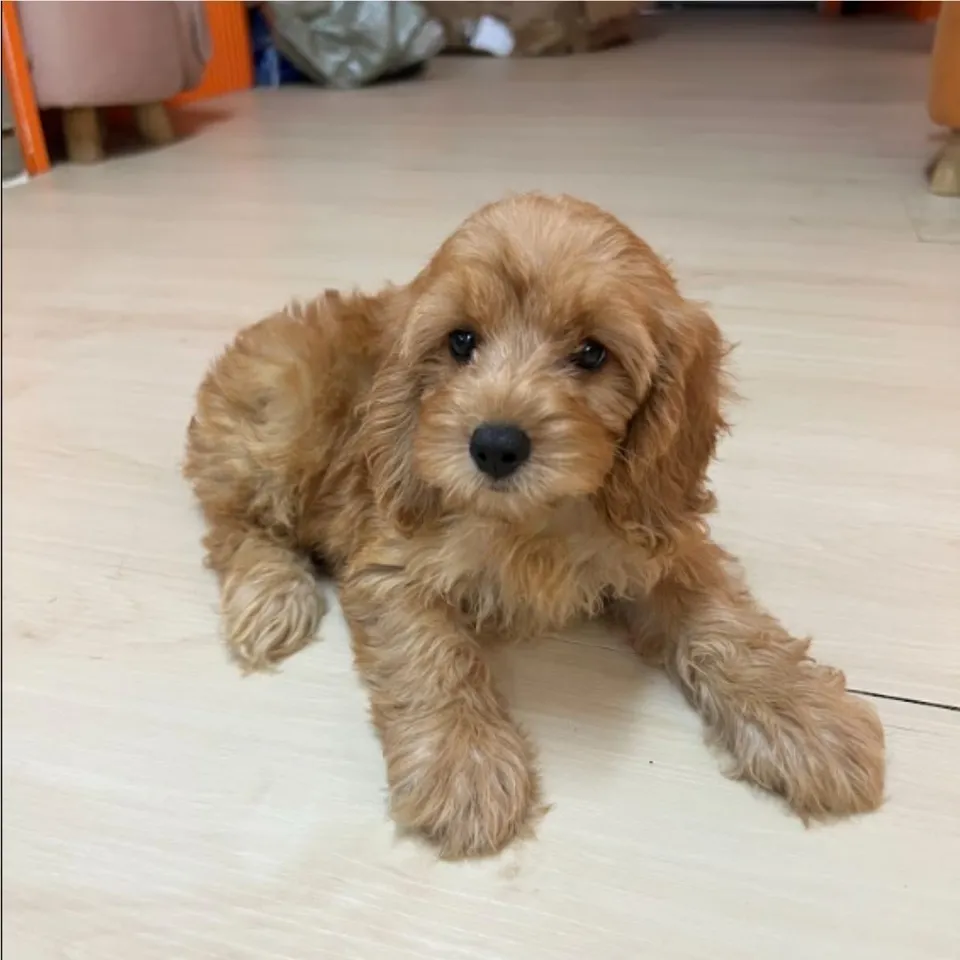 Rina, a Cavapoo puppy placed with a Singapore family