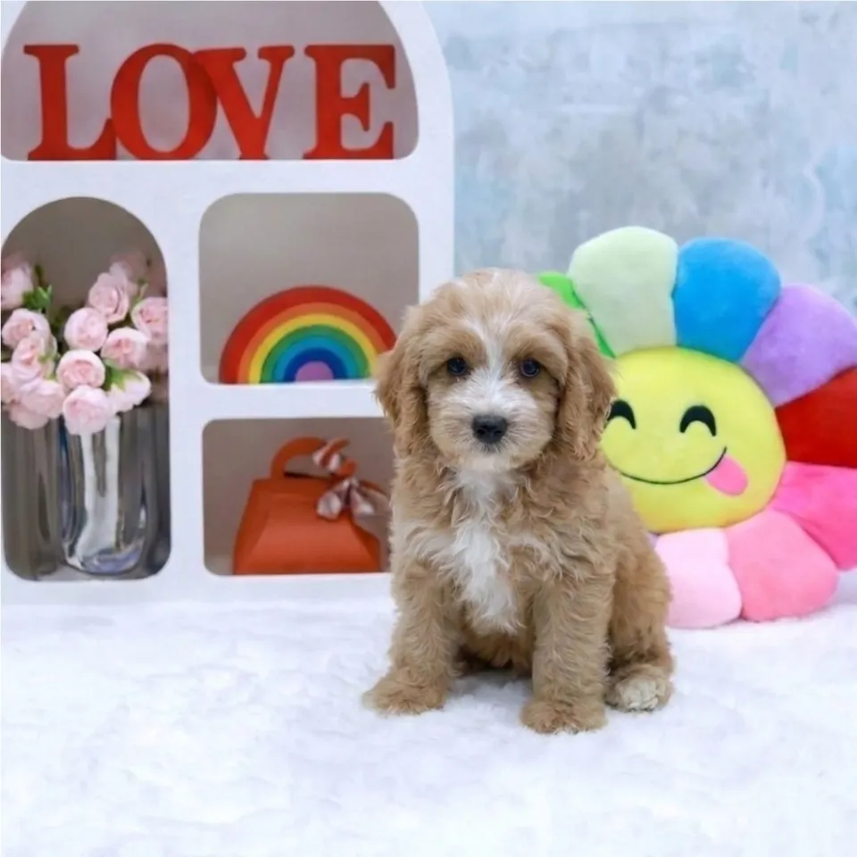 Kosong, a Cavapoo puppy placed with a Singapore family