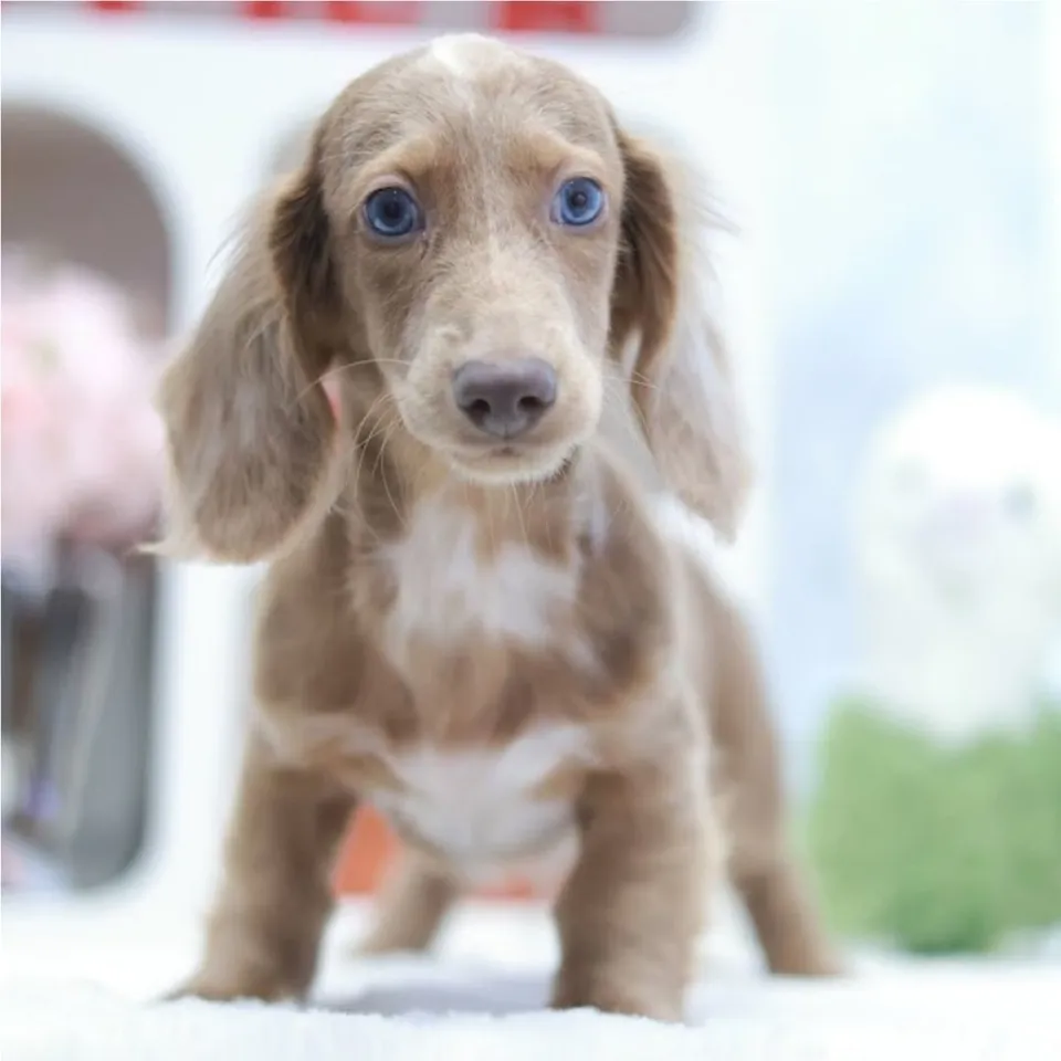 Eirenos, golden dachshund puppy for sale in Singapore