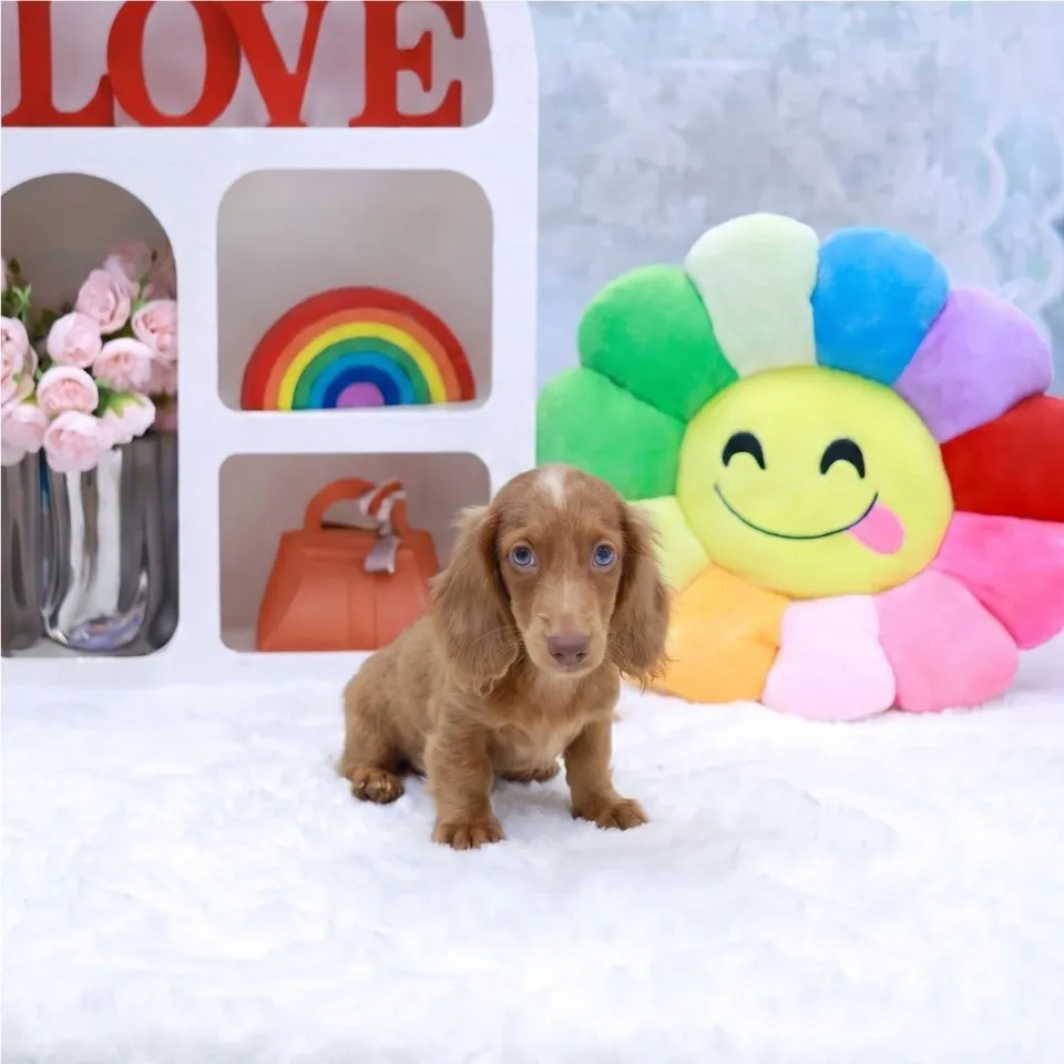 Eirenos, golden dachshund puppy for sale in Singapore