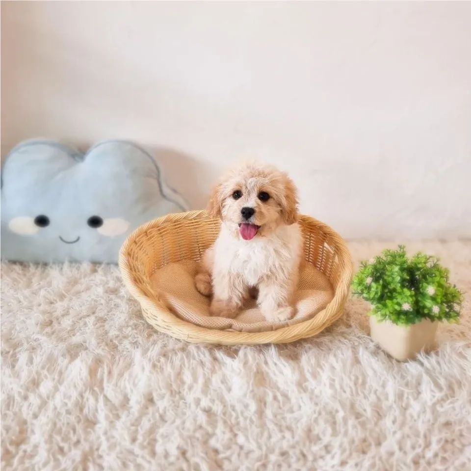 Sora, apricot cavachon puppy for sale in Singapore