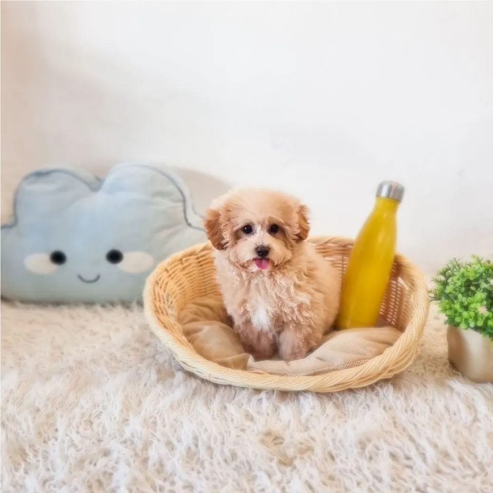 Sev, apricot maltipoo puppy for sale in Singapore
